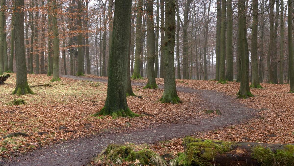 „Sehnsuchtsort Wald“: Weg in den Luerwald im Sauerland 